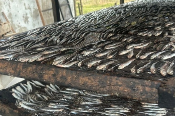 სეს-მა ხობში თევზის არალეგალური საწარმო გამოავლინა - 500 კგ-მდე ნედლი და შებოლილი ქაფშია განადგურდება